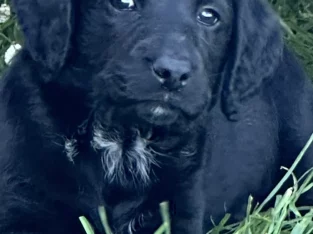Labrador Retriever – Kinglake