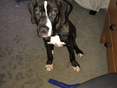 Great Dane – Morwell