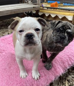 Boston Terrier – Sanctuary Point