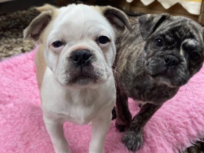 Boston Terrier – Sanctuary Point