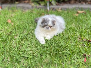 Persian – Rouse Hill