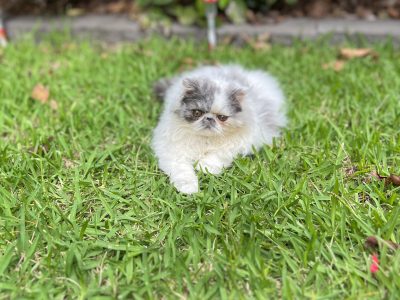 Persian – Rouse Hill