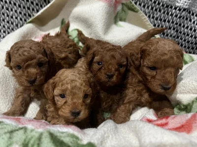 Toy Poodle – Glen Forrest