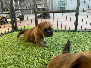 Shih Tzu – Broken Hill