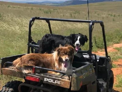 Border Collie – Berry