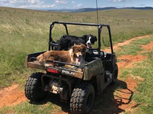 Border Collie – Berry