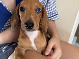 Dachshund – Gailes