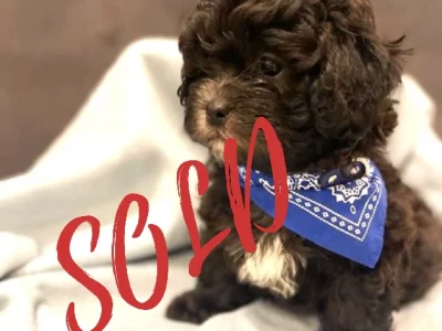 Shoodle – Hope Island