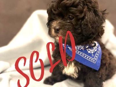 Shoodle – Hope Island