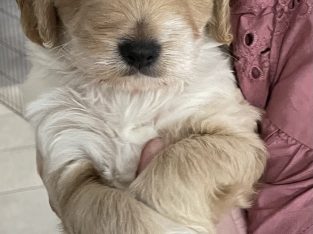 Spoodle – Fannie Bay