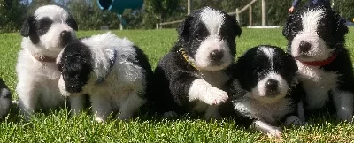 Border Collie – Mount Gambier