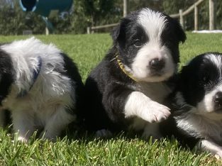 Border Collie – Mount Gambier