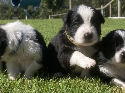 Border Collie – Mount Gambier