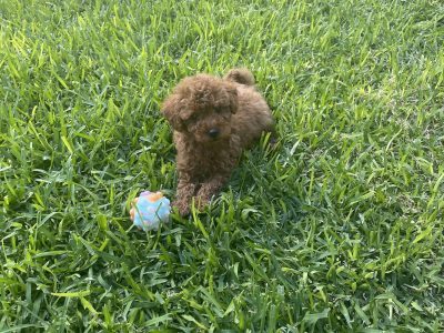 Toy Poodle – Brabham