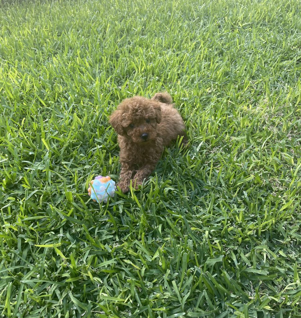 Toy Poodle Brabham PetsForHomes