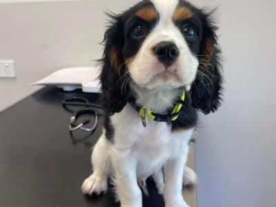 Cavalier King Charles Spaniel – Oxenford