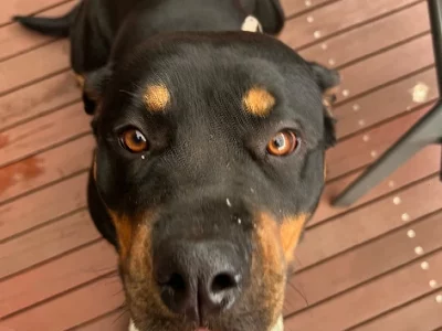 Rottweiler – Keilor Downs