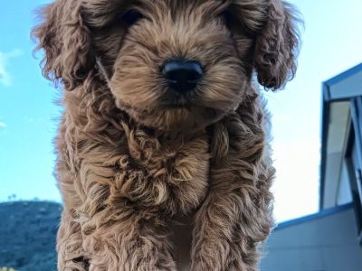 Toy Poodle – Killarney Heights