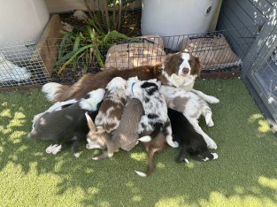 Border Collie – Echuca
