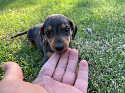 Dachshund – Wilton