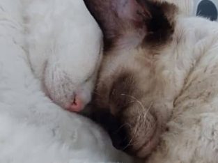 Devon Rex – Goodna