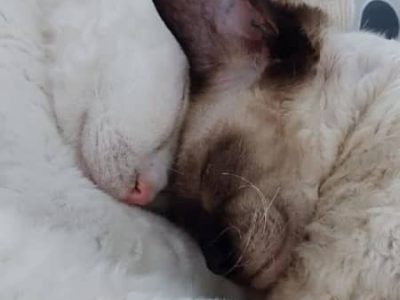 Devon Rex – Goodna