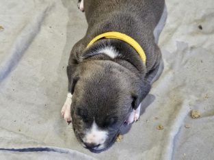 American Staffordshire Bull Terrier – Kelso