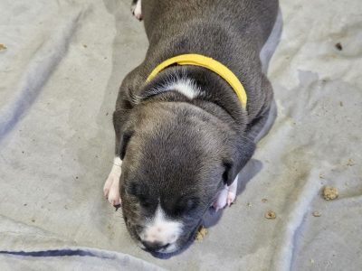 American Staffordshire Bull Terrier – Kelso