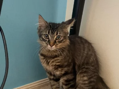 Other Cats – Cranbourne