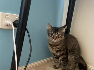 Other Cats – Cranbourne