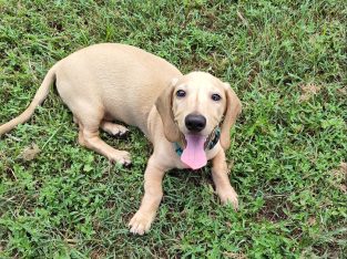 Miniature Dachshund – Jimboomba