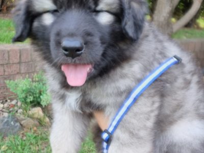 Maremma Sheepdog – Tumut