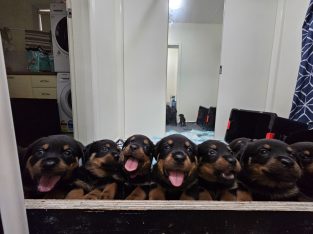 Rottweiler – Altona North