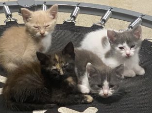 Domestic Short Hair (DSH) – Gympie