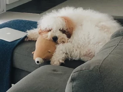 Labradoodle – Sydney