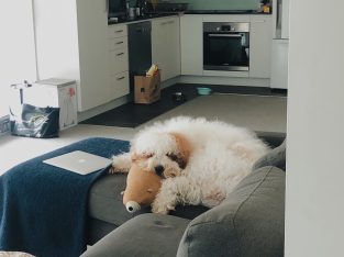 Labradoodle – Sydney