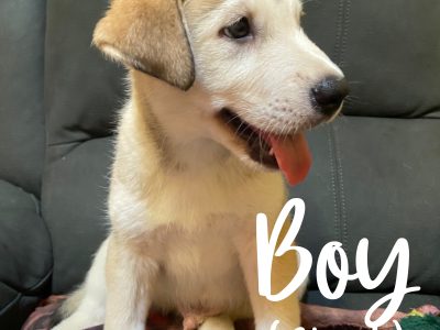 Alaskan Malamute – Roma