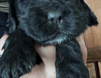 Cocker Spaniel – Fassifern