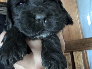 Cocker Spaniel – Fassifern