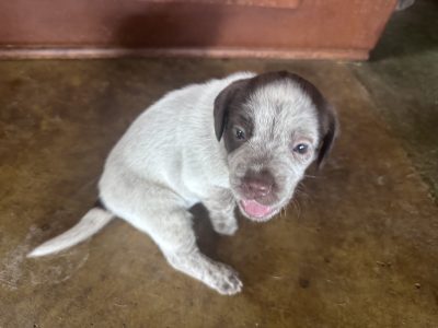 Cocker Spaniel – Kalbar