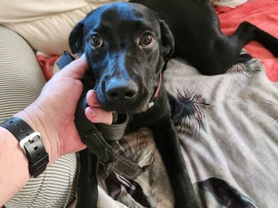 Labrador Retriever – Marsfield