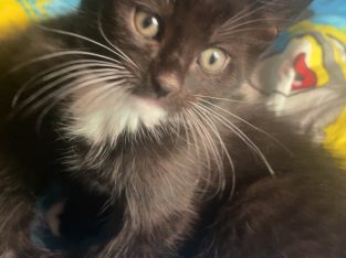 Domestic Medium Hair (DMH) – Wantirna South