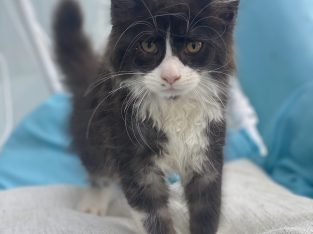 Maine Coon – Glenhaven