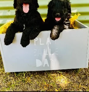 Groodle – Donnybrook