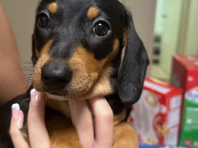 Dachshund – Runcorn