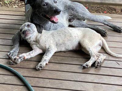 Dogs – Gympie