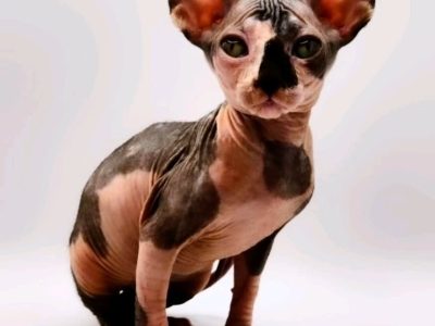 Sphynx – Footscray