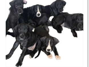 Great Dane – Weranga