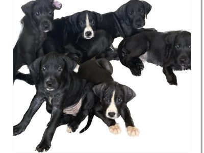 Great Dane – Weranga