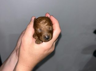 Toy Poodle – Strathfield